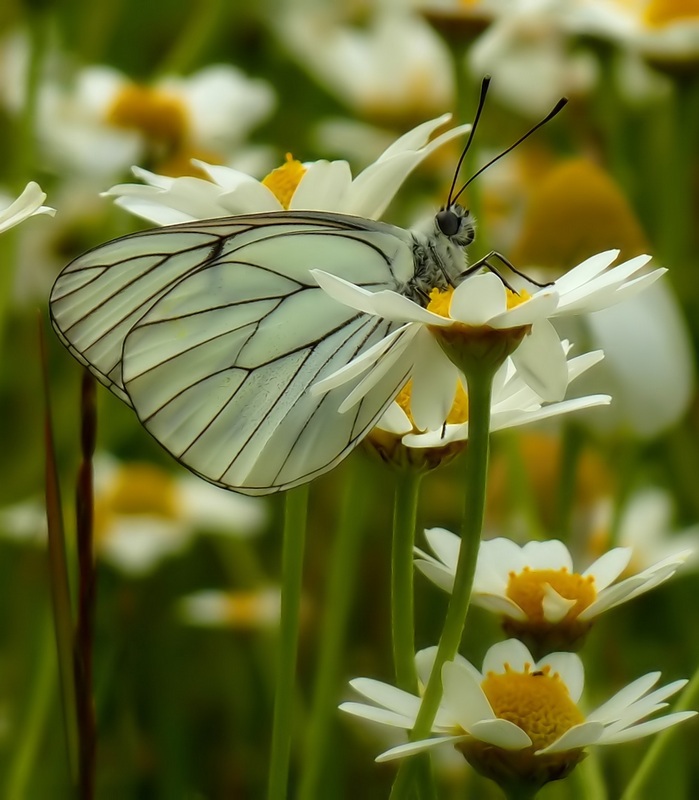 Le 15 Pieridae sp. dell''Umbria